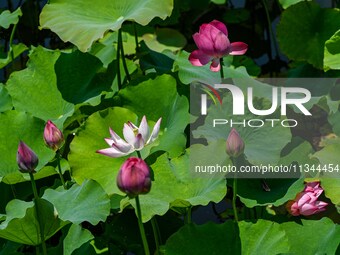 Lotus flowers are blooming in the waters of the broken bridge of the West Lake in Hangzhou, China, on June 18, 2024. (