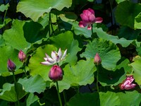 Lotus flowers are blooming in the waters of the broken bridge of the West Lake in Hangzhou, China, on June 18, 2024. (