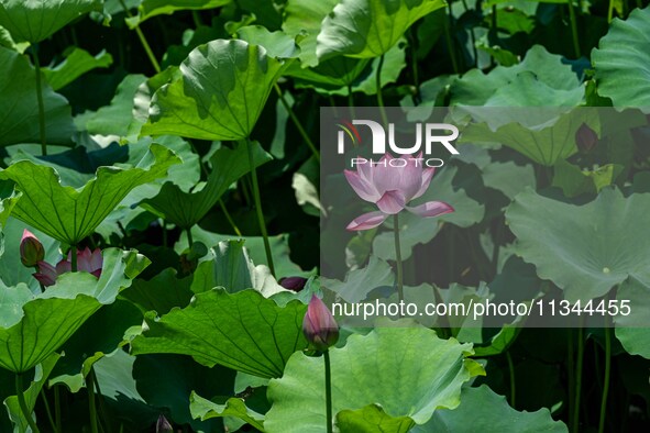 Lotus flowers are blooming in the waters of the broken bridge of the West Lake in Hangzhou, China, on June 18, 2024. 