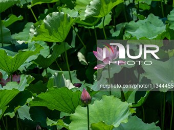 Lotus flowers are blooming in the waters of the broken bridge of the West Lake in Hangzhou, China, on June 18, 2024. (