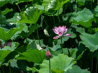 Lotus flowers are blooming in the waters of the broken bridge of the West Lake in Hangzhou, China, on June 18, 2024. (