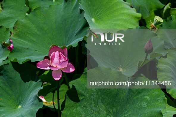 Lotus flowers are blooming in the waters of the broken bridge of the West Lake in Hangzhou, China, on June 18, 2024. 