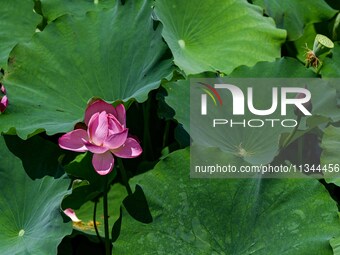 Lotus flowers are blooming in the waters of the broken bridge of the West Lake in Hangzhou, China, on June 18, 2024. (