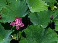 Lotus flowers are blooming in the waters of the broken bridge of the West Lake in Hangzhou, China, on June 18, 2024. (