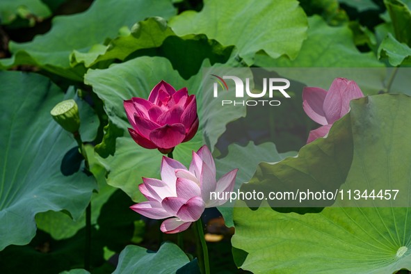 Lotus flowers are blooming in the waters of the broken bridge of the West Lake in Hangzhou, China, on June 18, 2024. 