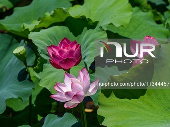 Lotus flowers are blooming in the waters of the broken bridge of the West Lake in Hangzhou, China, on June 18, 2024. (