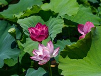 Lotus flowers are blooming in the waters of the broken bridge of the West Lake in Hangzhou, China, on June 18, 2024. (