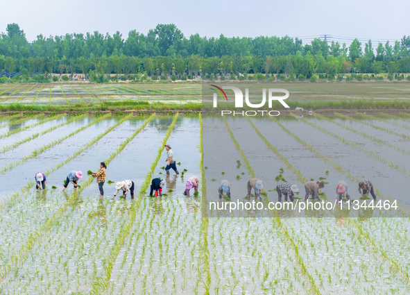 Farmers are transplanting rice at a high-quality rice seed production base in Suqian, Jiangsu province, China, on June 20, 2024. 