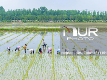 Farmers are transplanting rice at a high-quality rice seed production base in Suqian, Jiangsu province, China, on June 20, 2024. (