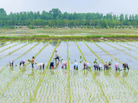 Farmers are transplanting rice at a high-quality rice seed production base in Suqian, Jiangsu province, China, on June 20, 2024. (