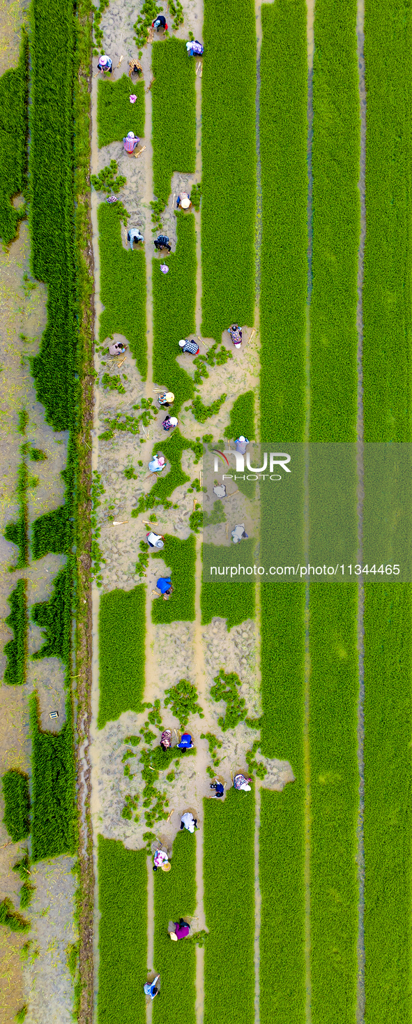 Farmers are transplanting rice at a high-quality rice seed production base in Suqian, Jiangsu province, China, on June 20, 2024. 