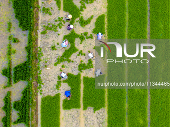 Farmers are transplanting rice at a high-quality rice seed production base in Suqian, Jiangsu province, China, on June 20, 2024. (