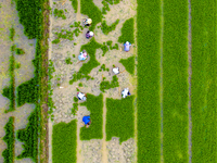 Farmers are transplanting rice at a high-quality rice seed production base in Suqian, Jiangsu province, China, on June 20, 2024. (