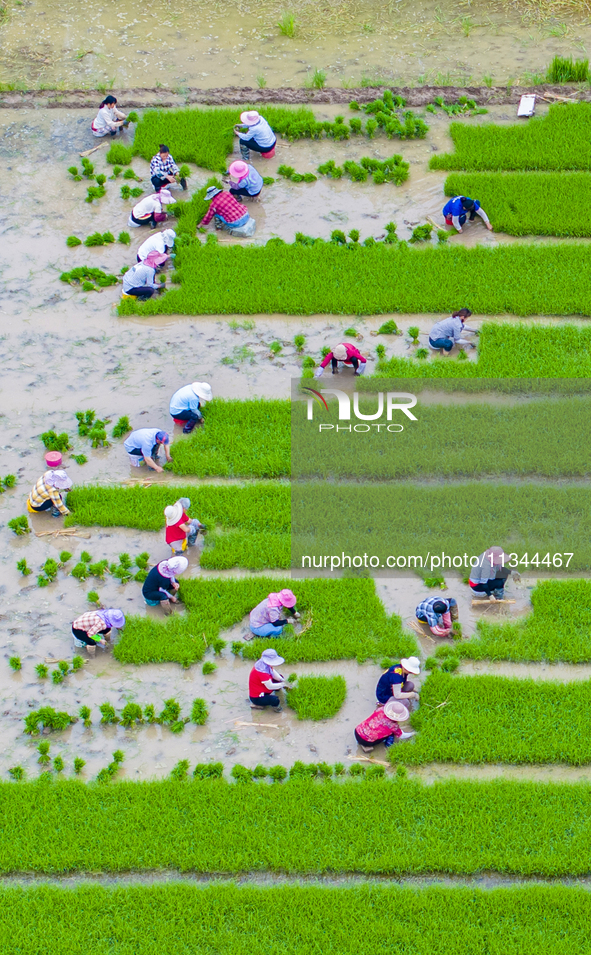 Farmers are transplanting rice at a high-quality rice seed production base in Suqian, Jiangsu province, China, on June 20, 2024. 