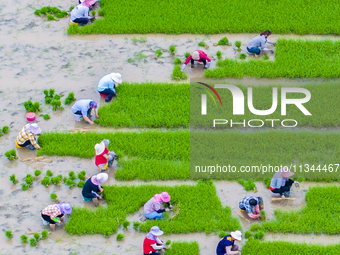 Farmers are transplanting rice at a high-quality rice seed production base in Suqian, Jiangsu province, China, on June 20, 2024. (