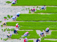 Farmers are transplanting rice at a high-quality rice seed production base in Suqian, Jiangsu province, China, on June 20, 2024. (