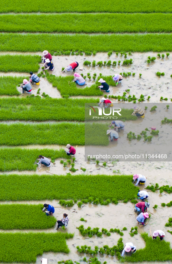 Farmers are transplanting rice at a high-quality rice seed production base in Suqian, Jiangsu province, China, on June 20, 2024. 