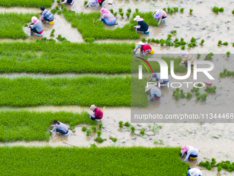 Farmers are transplanting rice at a high-quality rice seed production base in Suqian, Jiangsu province, China, on June 20, 2024. (