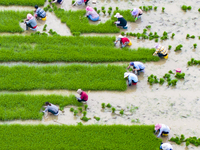 Farmers are transplanting rice at a high-quality rice seed production base in Suqian, Jiangsu province, China, on June 20, 2024. (