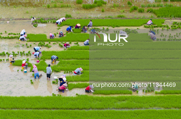 Farmers are transplanting rice at a high-quality rice seed production base in Suqian, Jiangsu province, China, on June 20, 2024. 