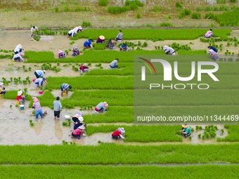 Farmers are transplanting rice at a high-quality rice seed production base in Suqian, Jiangsu province, China, on June 20, 2024. (