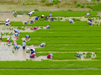 Farmers are transplanting rice at a high-quality rice seed production base in Suqian, Jiangsu province, China, on June 20, 2024. (