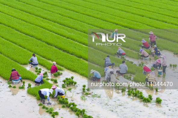 Farmers are transplanting rice at a high-quality rice seed production base in Suqian, Jiangsu province, China, on June 20, 2024. 