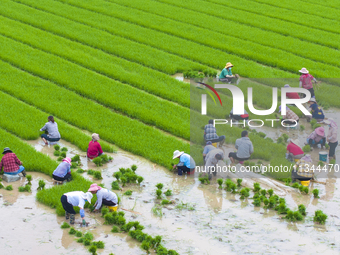 Farmers are transplanting rice at a high-quality rice seed production base in Suqian, Jiangsu province, China, on June 20, 2024. (