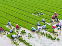 Farmers are transplanting rice at a high-quality rice seed production base in Suqian, Jiangsu province, China, on June 20, 2024. (