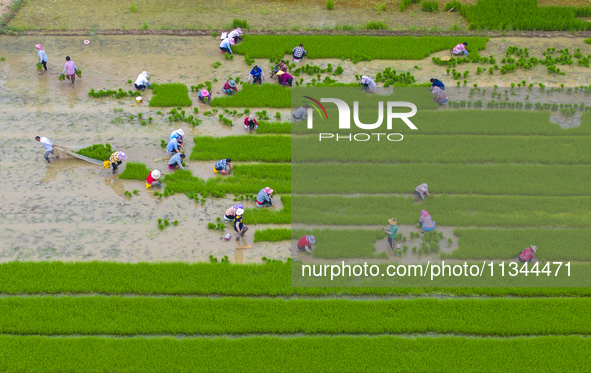 Farmers are transplanting rice at a high-quality rice seed production base in Suqian, Jiangsu province, China, on June 20, 2024. 