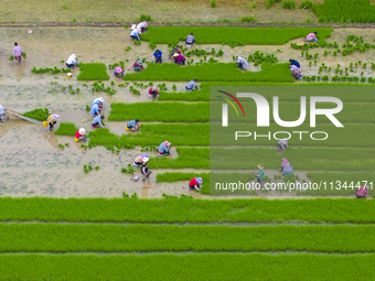 Farmers are transplanting rice at a high-quality rice seed production base in Suqian, Jiangsu province, China, on June 20, 2024. (