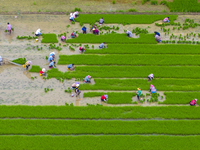 Farmers are transplanting rice at a high-quality rice seed production base in Suqian, Jiangsu province, China, on June 20, 2024. (