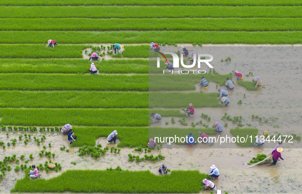 Farmers are transplanting rice at a high-quality rice seed production base in Suqian, Jiangsu province, China, on June 20, 2024. 