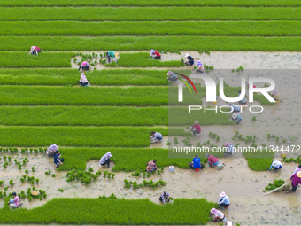 Farmers are transplanting rice at a high-quality rice seed production base in Suqian, Jiangsu province, China, on June 20, 2024. (