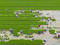 Farmers are transplanting rice at a high-quality rice seed production base in Suqian, Jiangsu province, China, on June 20, 2024. (