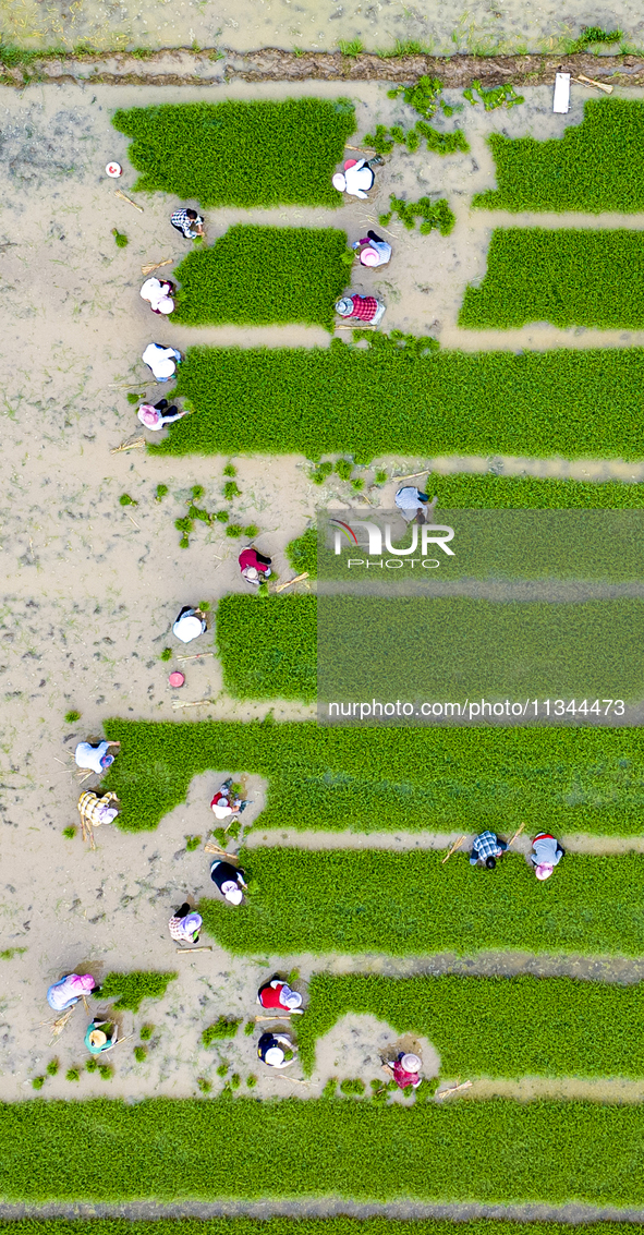 Farmers are transplanting rice at a high-quality rice seed production base in Suqian, Jiangsu province, China, on June 20, 2024. 