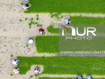 Farmers are transplanting rice at a high-quality rice seed production base in Suqian, Jiangsu province, China, on June 20, 2024. (