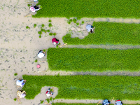 Farmers are transplanting rice at a high-quality rice seed production base in Suqian, Jiangsu province, China, on June 20, 2024. (