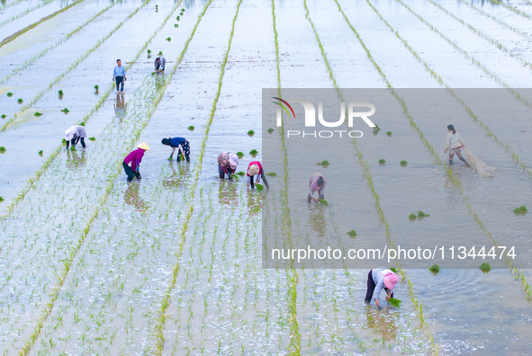 Farmers are transplanting rice at a high-quality rice seed production base in Suqian, Jiangsu province, China, on June 20, 2024. 