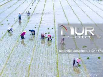 Farmers are transplanting rice at a high-quality rice seed production base in Suqian, Jiangsu province, China, on June 20, 2024. (