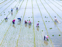 Farmers are transplanting rice at a high-quality rice seed production base in Suqian, Jiangsu province, China, on June 20, 2024. (