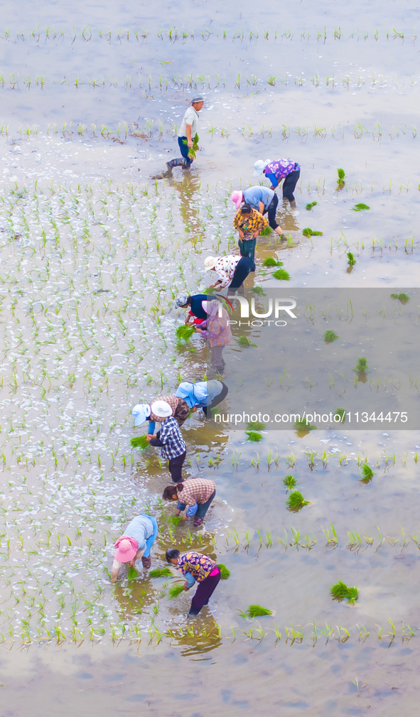 Farmers are transplanting rice at a high-quality rice seed production base in Suqian, Jiangsu province, China, on June 20, 2024. 