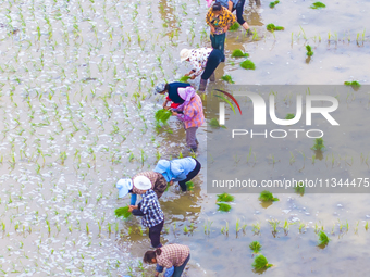 Farmers are transplanting rice at a high-quality rice seed production base in Suqian, Jiangsu province, China, on June 20, 2024. (