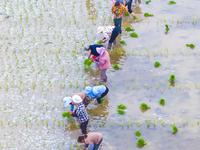 Farmers are transplanting rice at a high-quality rice seed production base in Suqian, Jiangsu province, China, on June 20, 2024. (