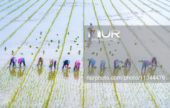 Farmers are transplanting rice at a high-quality rice seed production base in Suqian, Jiangsu province, China, on June 20, 2024. 