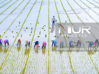 Farmers are transplanting rice at a high-quality rice seed production base in Suqian, Jiangsu province, China, on June 20, 2024. (