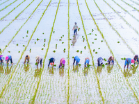 Farmers are transplanting rice at a high-quality rice seed production base in Suqian, Jiangsu province, China, on June 20, 2024. (