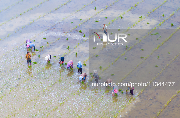 Farmers are transplanting rice at a high-quality rice seed production base in Suqian, Jiangsu province, China, on June 20, 2024. 