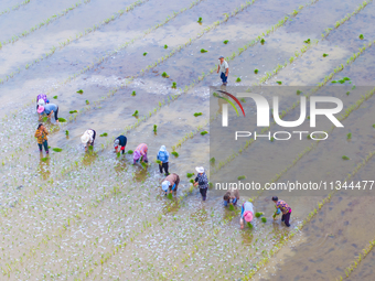 Farmers are transplanting rice at a high-quality rice seed production base in Suqian, Jiangsu province, China, on June 20, 2024. (