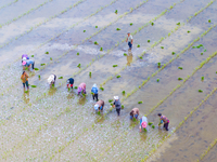 Farmers are transplanting rice at a high-quality rice seed production base in Suqian, Jiangsu province, China, on June 20, 2024. (